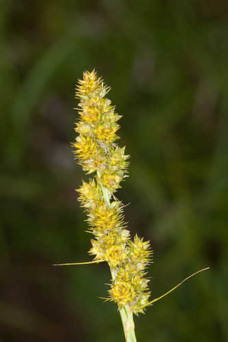 Carex oklahomensis #37